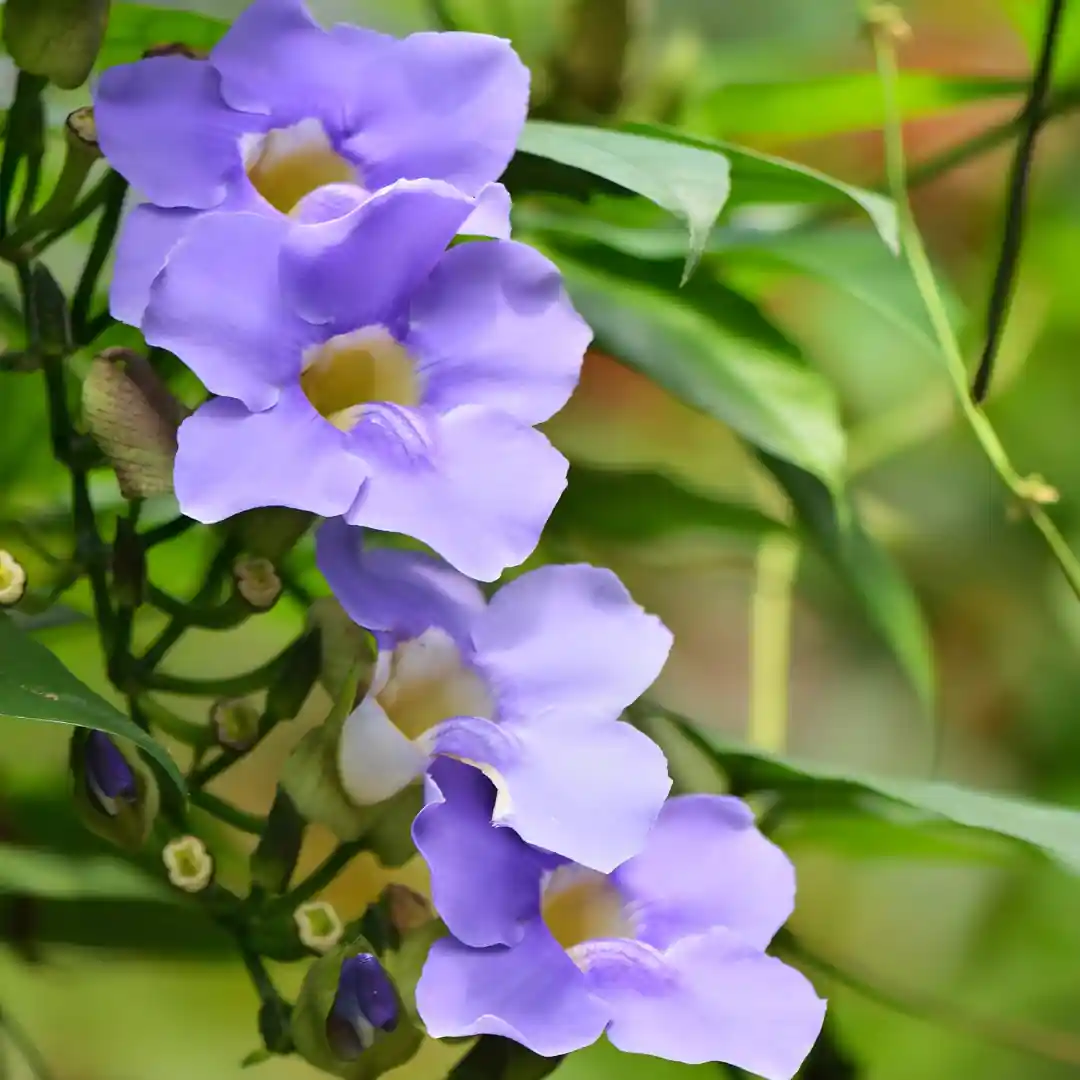 Thunberjia Creeper